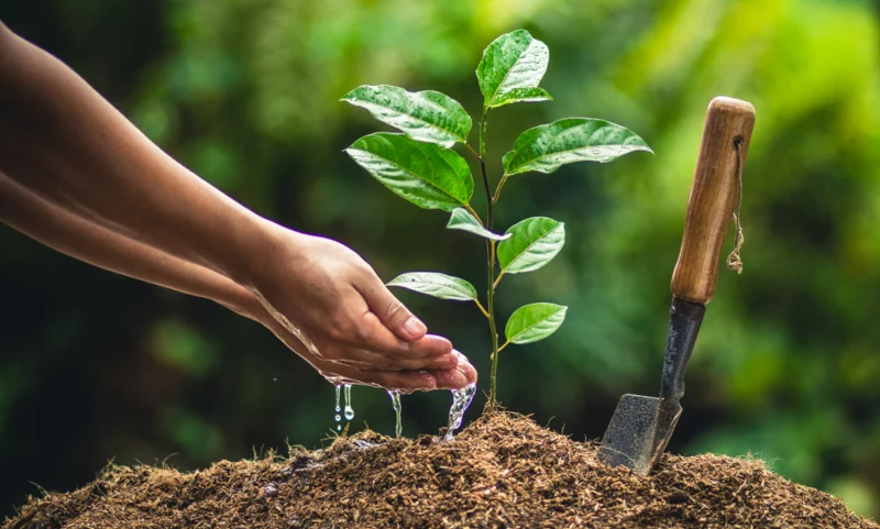 विपी स्मृति दिवसको अवसरमा गोरखाको आरुघाट र धादिङको त्रिपुरासुन्दरी गाउँपालिकाले वृक्षरोपण गर्ने